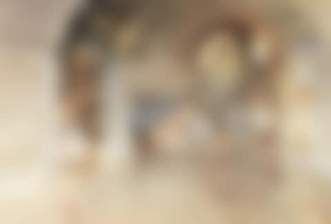 The flooded foreground (preview)