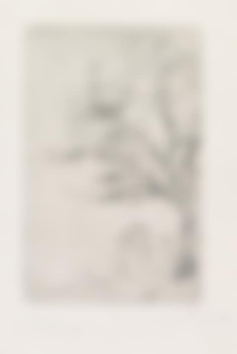 Acacia (preview)