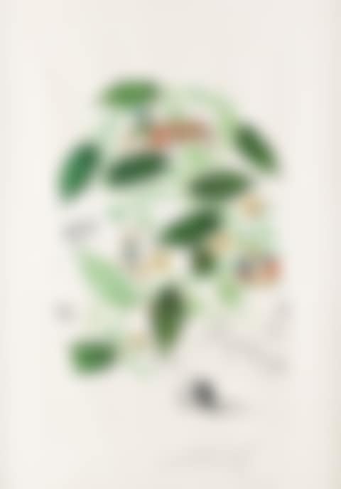 Passiflora Laurigera (preview)
