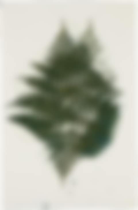 Fern (preview)