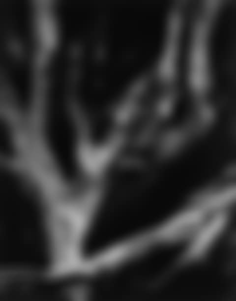 Sequoia Roots, Mariposa Grove, Yosemite National Park, California (preview)