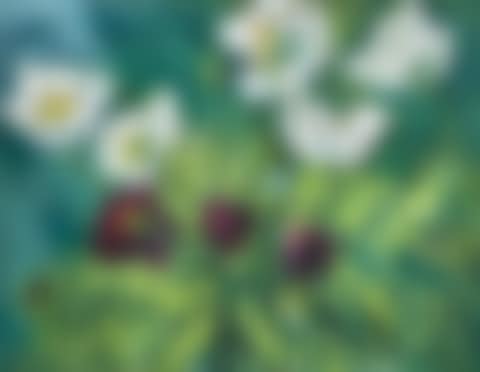 TULIPS (preview)