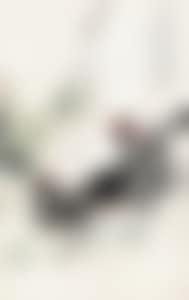 ROOSTER (preview)