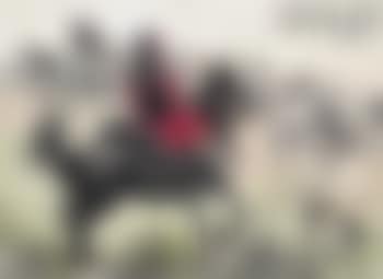 Plum blossom , (preview)