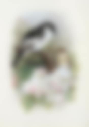Pied flycatcher , (preview)