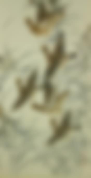 Wild geese amongst reed marshes , (preview)