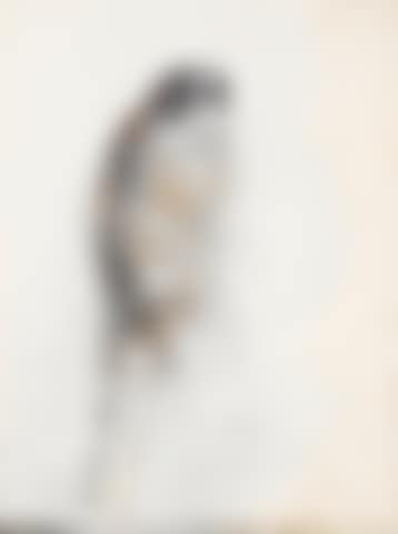Bird (preview)