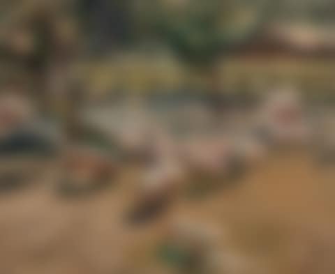 Pigs in a farm yard (preview)