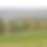 LANDSCAPE (preview)