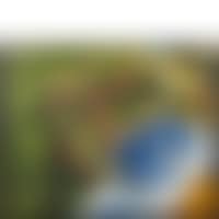 CATS (preview)