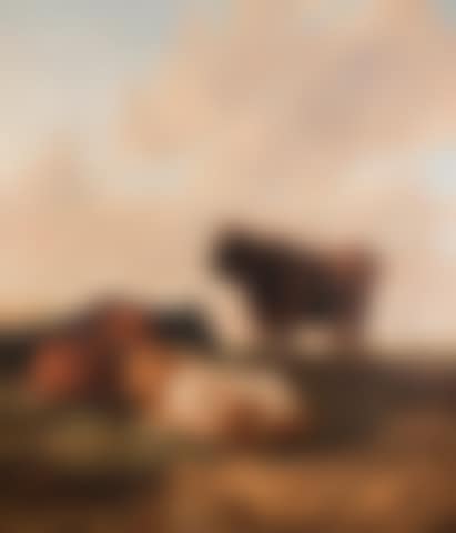 The Lord of the Herd: a bull and three cows in a pasture - evening (preview)