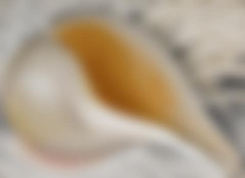SHELL (SHELL IV, THE SHELL, SHELL I) (preview)