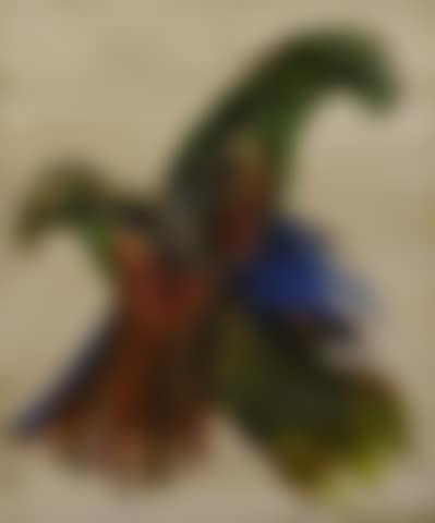 Parrots (preview)