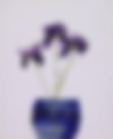 Irises (preview)
