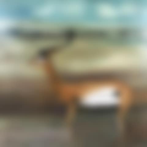 Gazelle (preview)