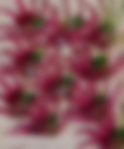 Paradise Garden (preview)