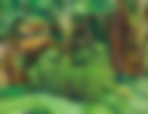 Recogida de bananos (preview)