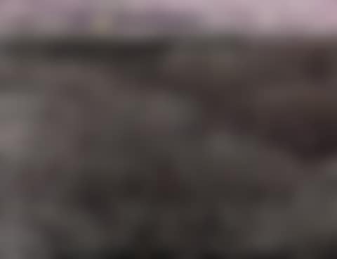 Pink Season (preview)