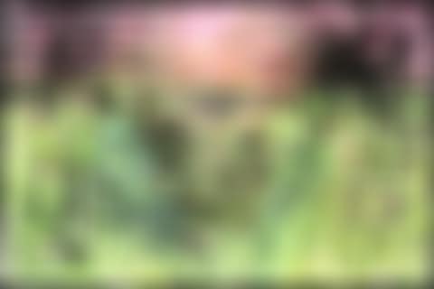 SP30 (preview)