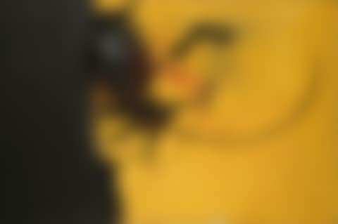 VIVENT LES CORNIFICIENS ! (preview)