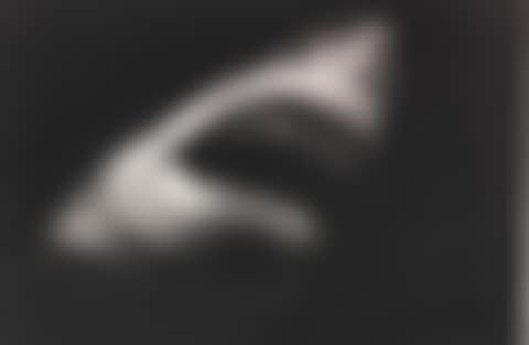Untitled (Shark 15) (preview)