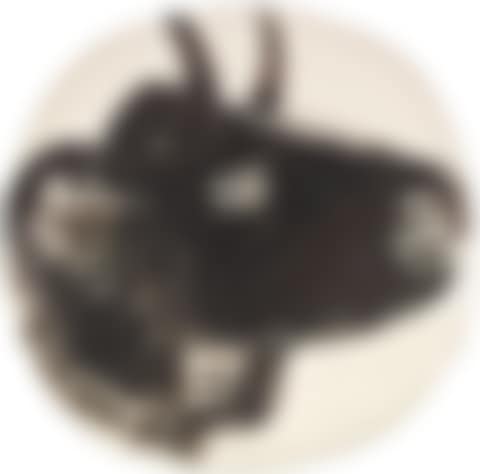 Bull's profile (preview)