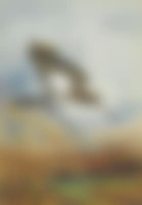 Snipe drumming (preview)