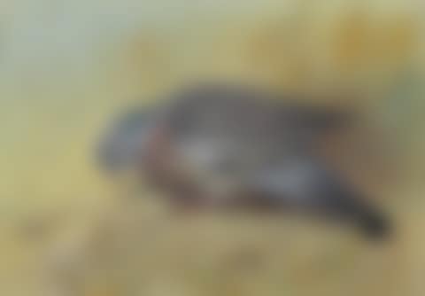 A wood pigeon amongst stubble (preview)