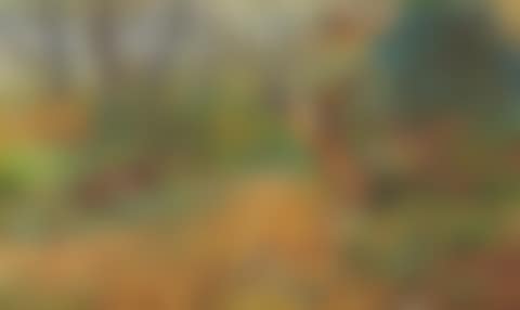 A pair of pheasant rising from bracken (preview)