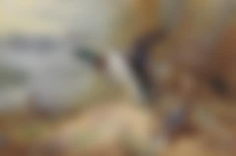 Mallard disturbed (preview)