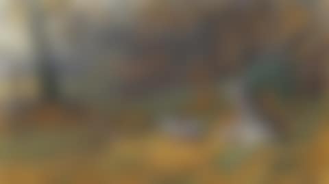 Wood pigeon in a glade (preview)