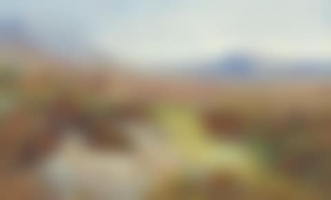 Autumn Sunshine': a covey of eight red grouse amongst heather, rising mist beyond (preview)