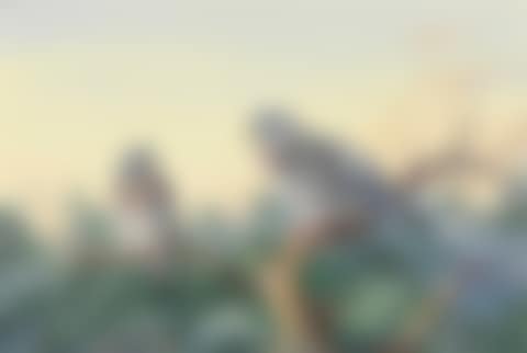 A pair of wood pigeon perched on a pine (preview)