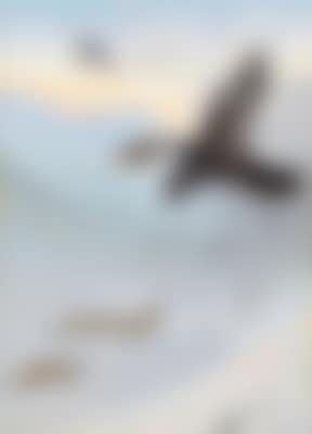 Watching the drift; Sketch for the picture (preview)