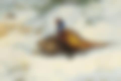 A pair of pheasant in snow (preview)