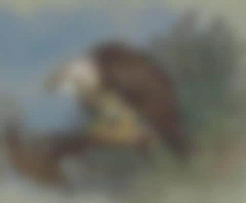 Honey buzzard (preview)