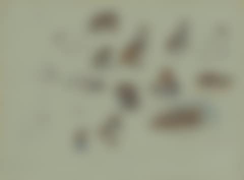 A sheet of studies of grey partridge (preview)