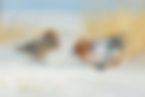 Widgeon on the frozen loch (preview)