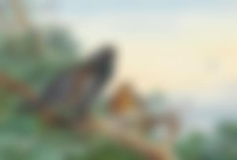 A pair of capercaillie perched high on a pine tree (preview)