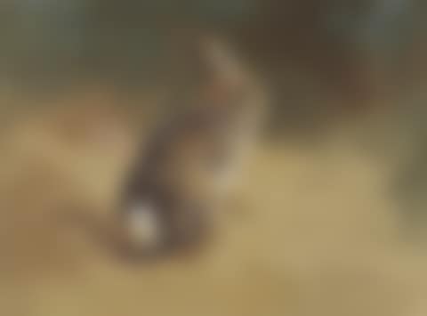A rabbit on a bank: study for Thorburn's British Mammals (preview)
