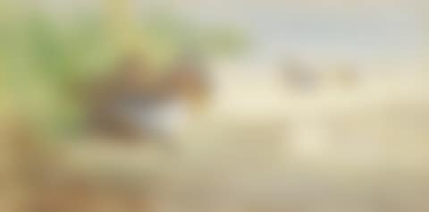 A gargeney drake and duck amongst rushes at the edge of a loch (preview)