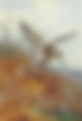 Woodcock and Young' (preview)