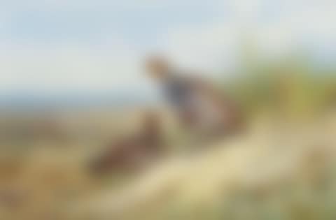 A pair of grey partridge on the moor (preview)