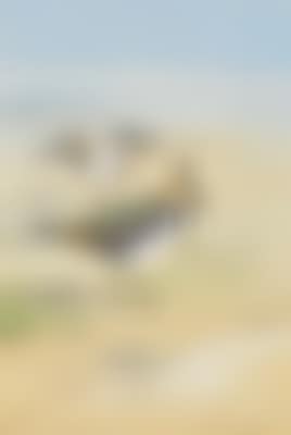 Lapwing on the mud flats at low tide (preview)