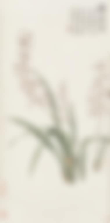 Orchid (preview)