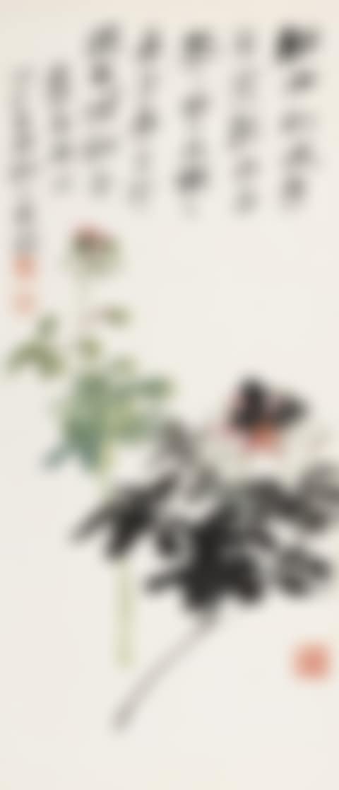 Paeonia (preview)