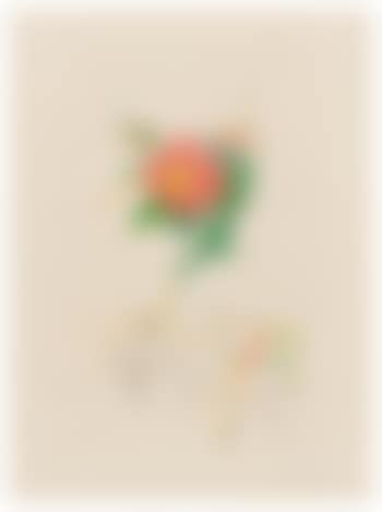 Dahlia Unicornis (from Flora Dalinae) ,
1968 (preview)
