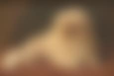 Portrait de chien , (preview)