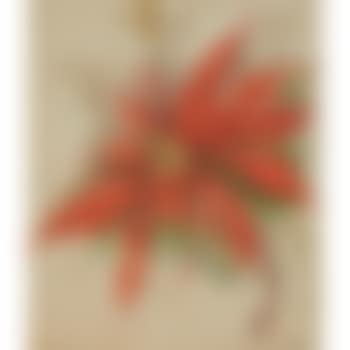 Poinsettia , (preview)