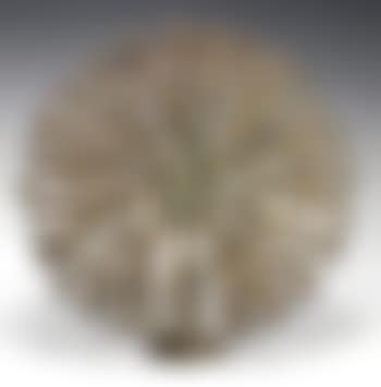 Untitled bush sculpture , (preview)